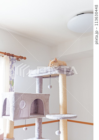キャットタワーで寝ている茶トラの猫 113630448