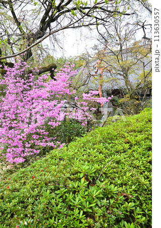 中院境内の庭園　小江戸川越　川越市　　　 113630557