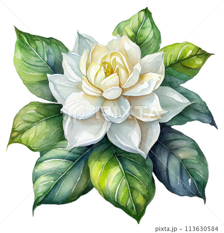 水彩タッチのクチナシのイラストのイラスト素材 [113630584] - PIXTA