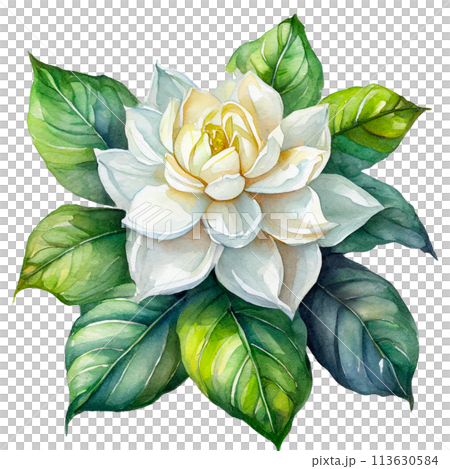 水彩タッチのクチナシのイラストのイラスト素材 [113630584] - PIXTA