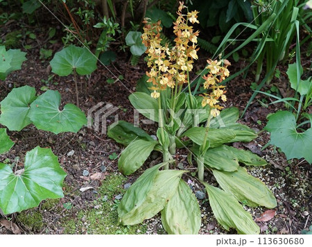 黄エビネ蘭7茎開花 黄エビネ蘭7茎開花 113630680