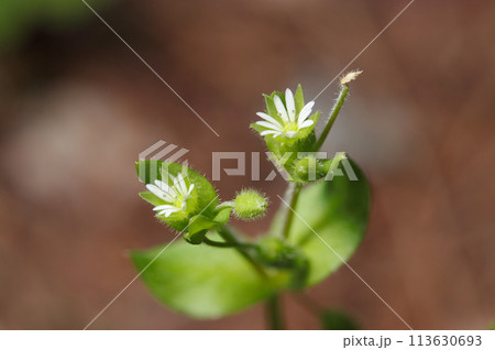 春の七草のひとつ、小さなハコベの白い花と蕾(明るい春の自然光+ストロボ、マクロ接写撮影) 春の七草のひとつ、小さなハコベの白い花と蕾(明るい春の自然光+ストロボ、マクロ接写撮影) 113630693