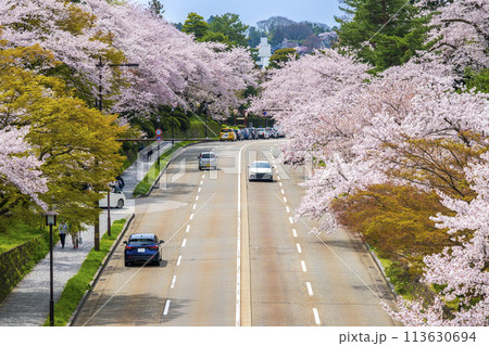 兼六園と金沢城公園の間を通るお堀通りと満開に咲く桜並木|観光イメージ|石川県金沢市 兼六園と金沢城公園の間を通るお堀通りと満開に咲く桜並木|観光イメージ|石川県金沢市 113630694