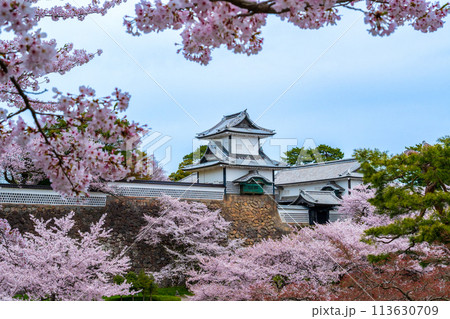 春の陽気に包まれ満開に咲く桜と金沢城公園の石川門の風景|観光イメージ|石川県金沢市 春の陽気に包まれ満開に咲く桜と金沢城公園の石川門の風景|観光イメージ|石川県金沢市 113630709