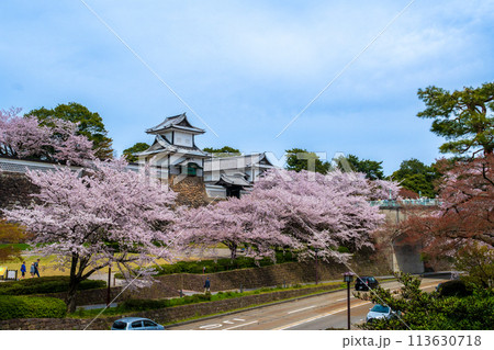 春の陽気に包まれ満開に咲く桜と金沢城公園の石川門の風景|観光イメージ|石川県金沢市 春の陽気に包まれ満開に咲く桜と金沢城公園の石川門の風景|観光イメージ|石川県金沢市 113630718