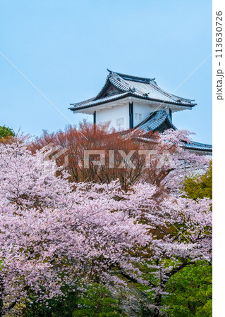 春の陽気に包まれ満開に咲く桜と金沢城公園の石川門の風景｜観光イメージ｜石川県金沢市 113630726