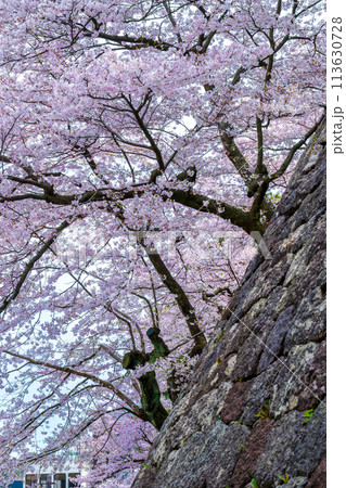春の陽気に包まれ満開に咲く桜の風景｜金沢城公園・兼六園周辺観光イメージ｜石川県金沢市 113630728
