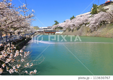 【福井県】快晴の福井城跡と満開の桜(御廊下橋) 【福井県】快晴の福井城跡と満開の桜(御廊下橋) 113630767