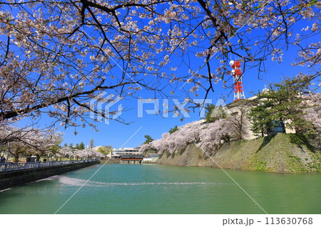 【福井県】快晴の福井城跡と満開の桜(御廊下橋) 【福井県】快晴の福井城跡と満開の桜(御廊下橋) 113630768