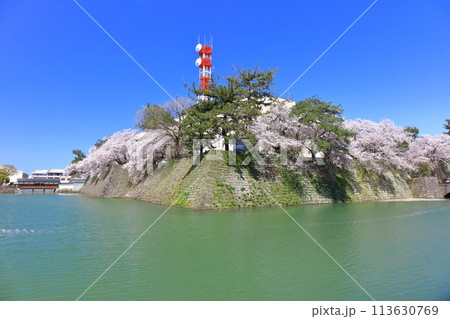 【福井県】快晴の福井城跡と満開の桜（御廊下橋） 113630769