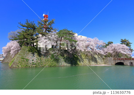 【福井県】快晴の福井城跡と満開の桜（御本城橋） 113630776