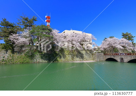 【福井県】快晴の福井城跡と満開の桜（御本城橋） 113630777