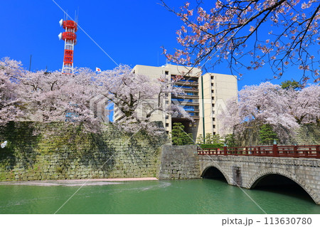 【福井県】快晴の福井城跡と満開の桜（御本城橋） 113630780