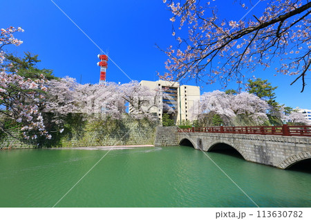 【福井県】快晴の福井城跡と満開の桜（御本城橋） 113630782