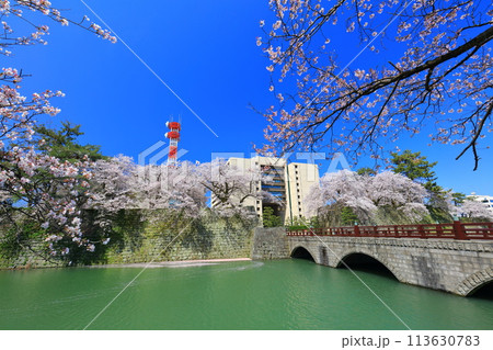 【福井県】快晴の福井城跡と満開の桜(御本城橋) 【福井県】快晴の福井城跡と満開の桜(御本城橋) 113630783