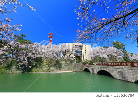 【福井県】快晴の福井城跡と満開の桜(御本城橋) 【福井県】快晴の福井城跡と満開の桜(御本城橋) 113630784