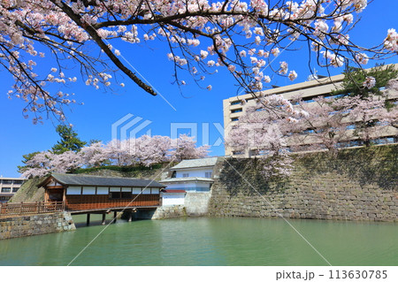 【福井県】快晴の福井城跡と満開の桜（御廊下橋） 113630785