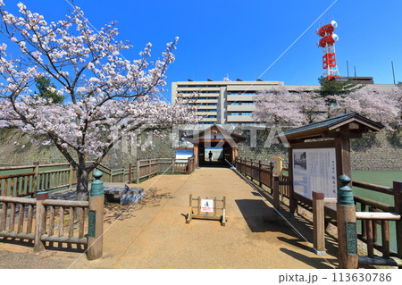 【福井県】快晴の福井城跡の御廊下橋と満開の桜 113630786