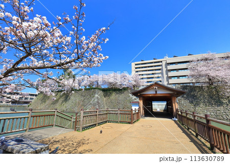 【福井県】快晴の福井城跡の御廊下橋と満開の桜 113630789