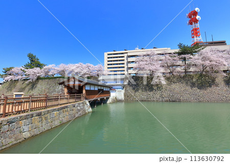 【福井県】快晴の福井城跡の御廊下橋と満開の桜 113630792