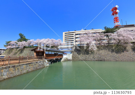 【福井県】快晴の福井城跡の御廊下橋と満開の桜 113630793