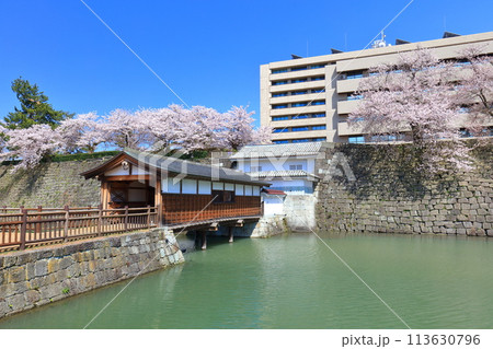 【福井県】快晴の福井城跡と満開の桜（御廊下橋） 113630796