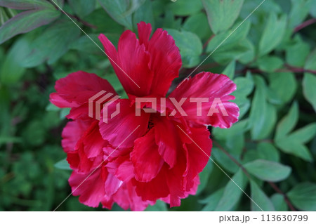斑入り牡丹開花 113630799