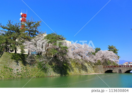 【福井県】快晴の福井城跡と満開の桜（御本城橋） 113630804