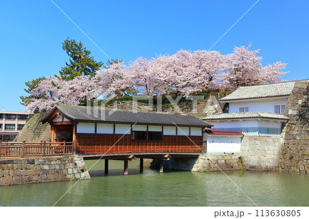 【福井県】快晴の福井城跡の御廊下橋と満開の桜 113630805