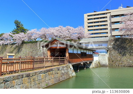 【福井県】快晴の福井城跡の御廊下橋と満開の桜 113630806