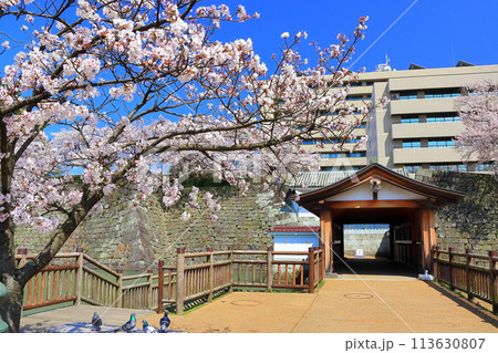 【福井県】快晴の福井城跡の御廊下橋と満開の桜 113630807
