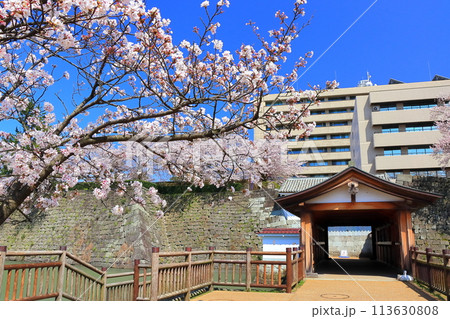 【福井県】快晴の福井城跡の御廊下橋と満開の桜 113630808