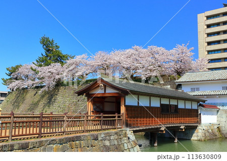 【福井県】快晴の福井城跡の御廊下橋と満開の桜 113630809