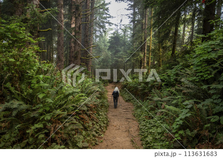 Senior woman hiking in forest with nordic walking poles 113631683
