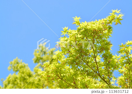春の芽吹き 青空と新緑 春の芽吹き 青空と新緑 113631712