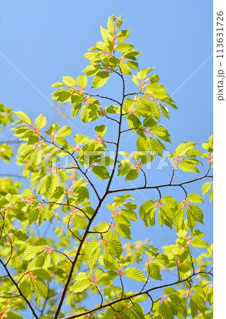 春の芽吹き　青空と新緑 113631726