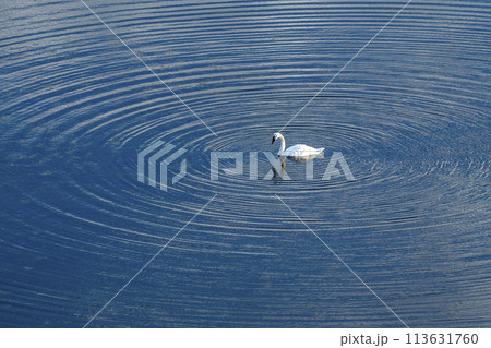 Trumpeter Swan (Cygnus Buccinator) floating on lake surface 113631760
