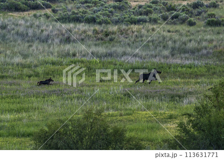 Cow moose (Alces Alces) and calf moose running across meadow 113631771