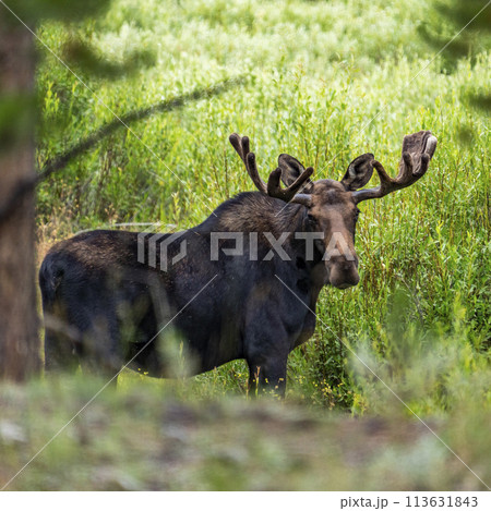 Bull moose grazing in wetlands  113631843