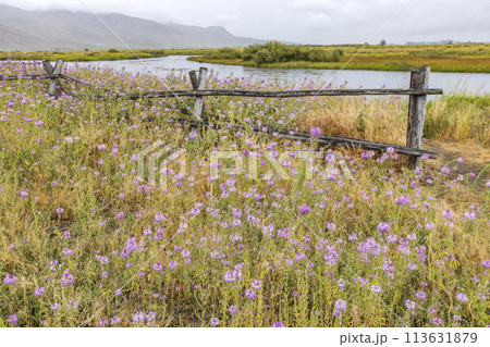Pink wildflowers and wooden fence along river Pink wildflowers and wooden fence along river 113631879