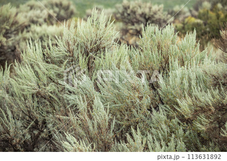 Close-up of wild green sage 113631892