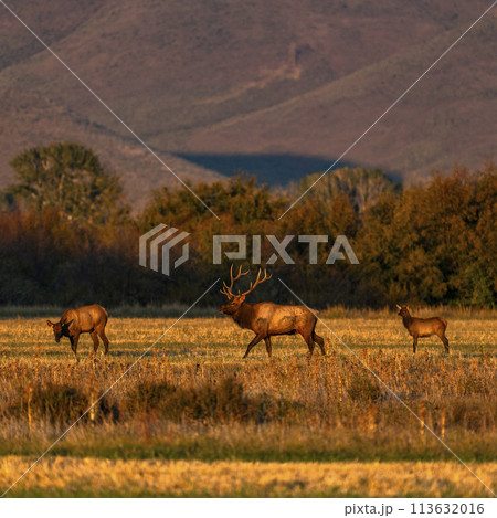 USA, Idaho, Bellevue, Herd of elk in rural landscape in autumn USA, Idaho, Bellevue, Herd of elk in rural landscape in autumn 113632016
