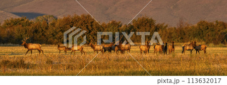 USA, Idaho, Bellevue, Herd of elk in rural landscape in autumn USA, Idaho, Bellevue, Herd of elk in rural landscape in autumn 113632017