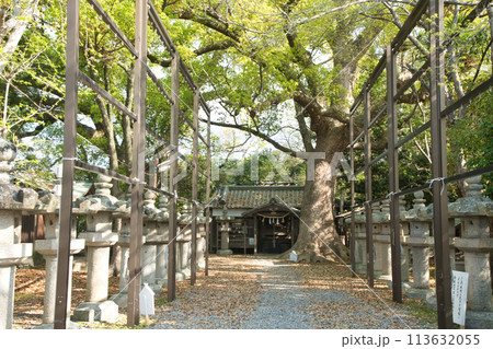 伊久比売神社(拝殿・クスノキ) 【和歌山県和歌山市市小路】 伊久比売神社(拝殿・クスノキ) 【和歌山県和歌山市市小路】 113632055