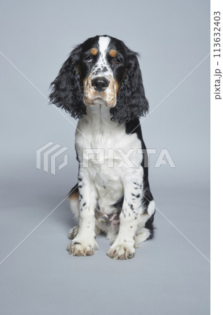 Portrait of English Springer Spaniel against gray background Portrait of English Springer Spaniel against gray background 113632403