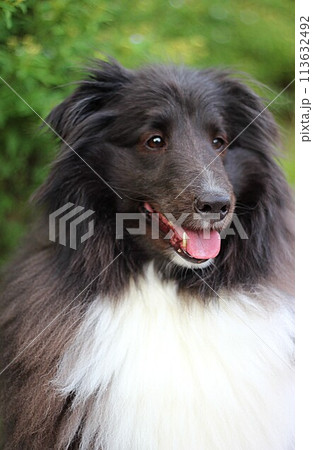 新緑の前で笑顔をみせる犬(シェルティ、バイブラック) 新緑の前で笑顔をみせる犬(シェルティ、バイブラック) 113632492