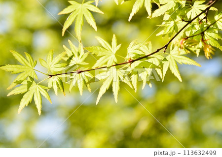 春の芽吹き 新緑 春の芽吹き 新緑 113632499