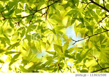 春の芽吹き　新緑 113632500