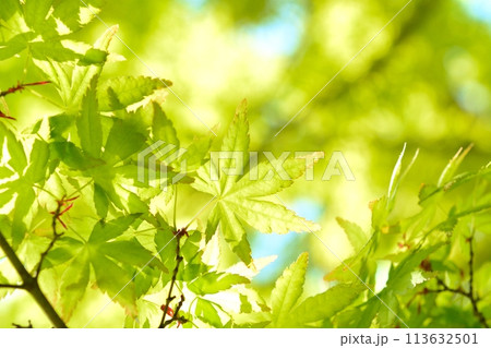 春の芽吹き　新緑 113632501