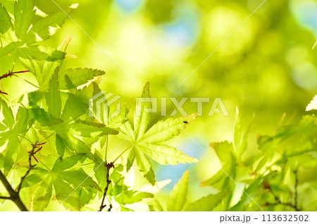 春の芽吹き　新緑 113632502